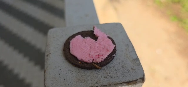 See here the parents who send cream biscuits for their child's tiffin