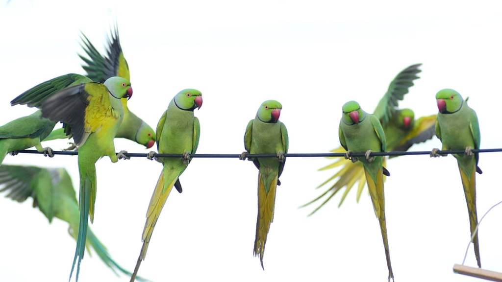 Madhya pradesh khargone 200 parrots dead food poisoning narmada river
